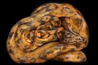 picture of Colored Amazon Tree Boa Med                                                                          Corallus hortulanus